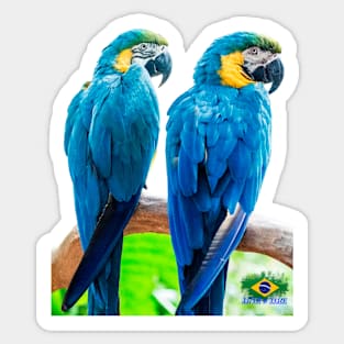 Two macaws Sticker